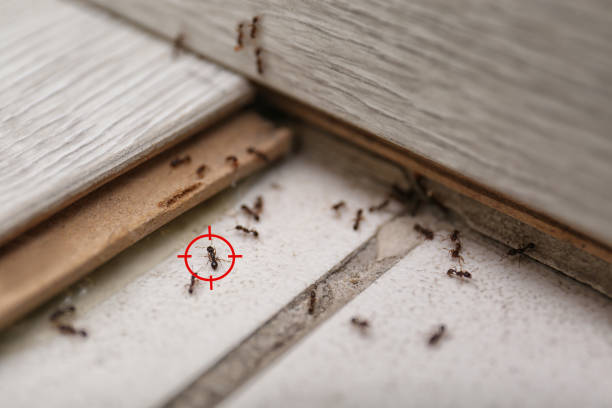 Best Flea Control Services  in Rossmoor, CA