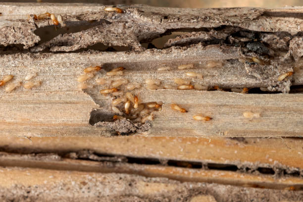 Best Pest Control Treatment  in Rossmoor, CA