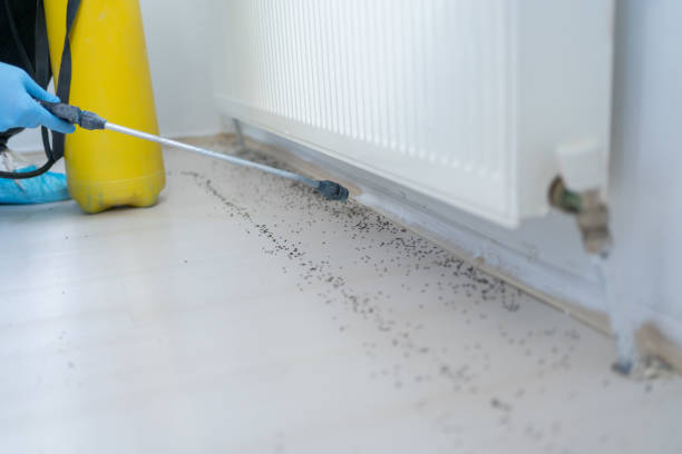 Best Ant Control Services  in Rossmoor, CA